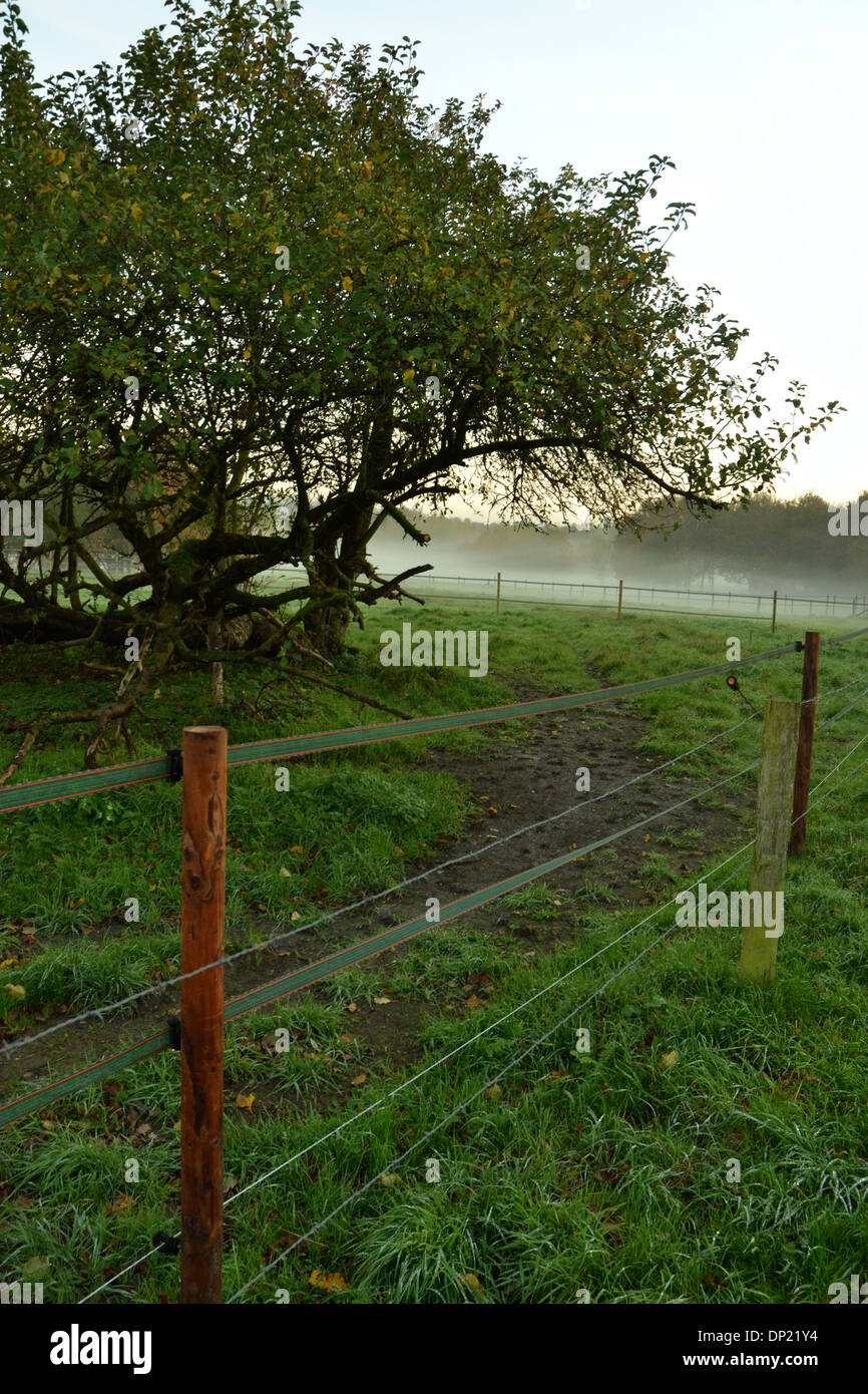 Pascolo di Limburgo con albero da recinzione e basse nebbia Foto Stock