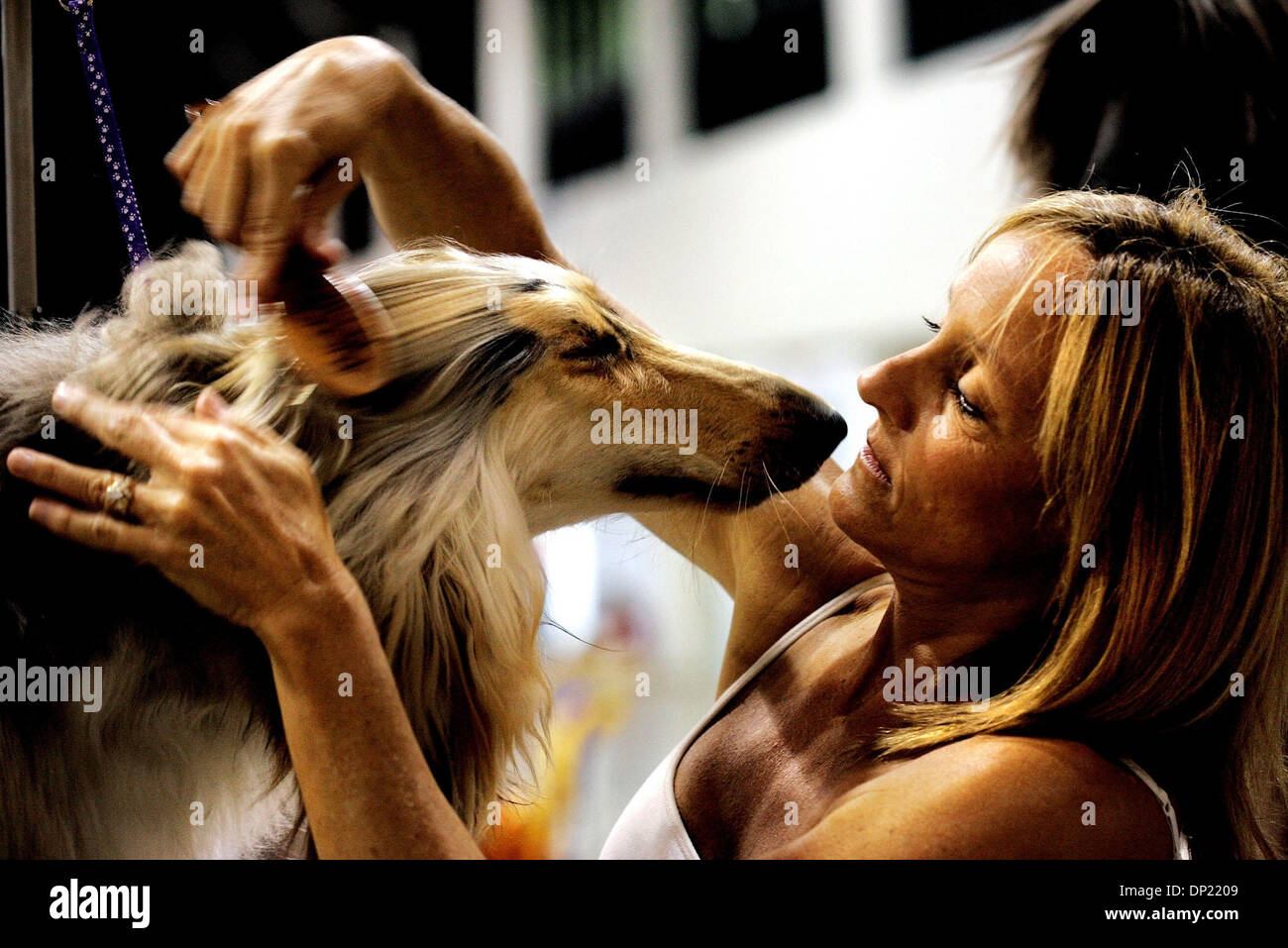 Maggio 14, 2006; West Palm Beach, FL, Stati Uniti d'America; il Boca Raton cane Club AKC sancita tutti razza Dog Show e obbedienza prove si sono svolte presso il South Florida Fairgrounds sabato e domenica in West Palm Beach. Qui, Darla Hichbord, di Clermont, Fla. stallieri Thor, un 15-mesi Levrieri Afghani prima ha gareggiato domenica pomeriggio. Credito: Foto di Libby Volgyes/Palm Beach post/ZUMA Foto Stock