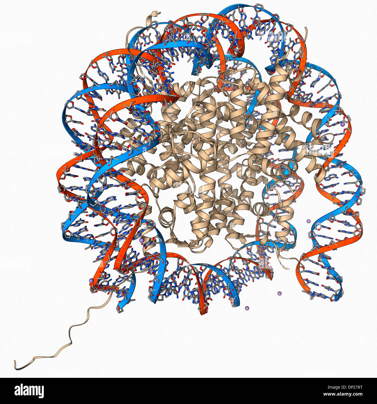 Molecola Nucleosome Foto Stock