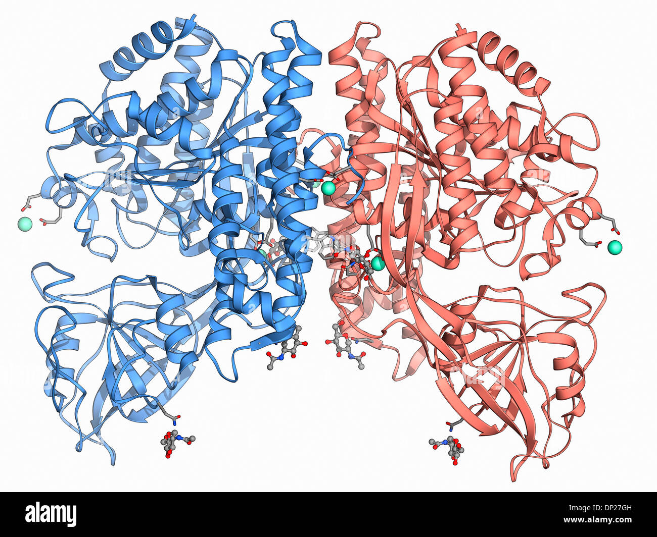 La transferrina umana la molecola del recettore Foto Stock