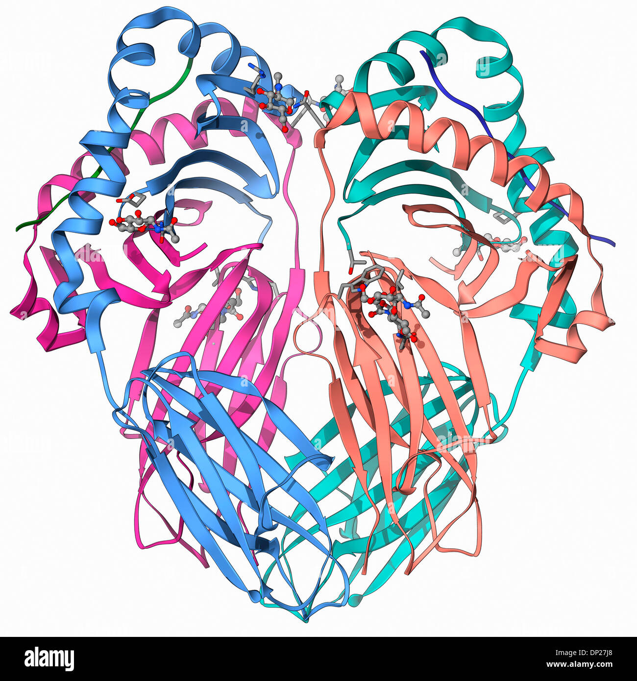 Proteina MHC complessato con virus influenzale Foto Stock