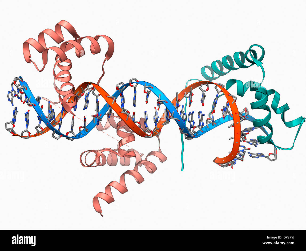 Fattori di trascrizione legati al DNA Foto Stock