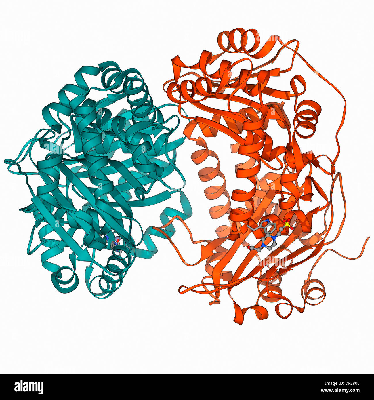 Elaborazione mitocondriale peptidasi Foto Stock