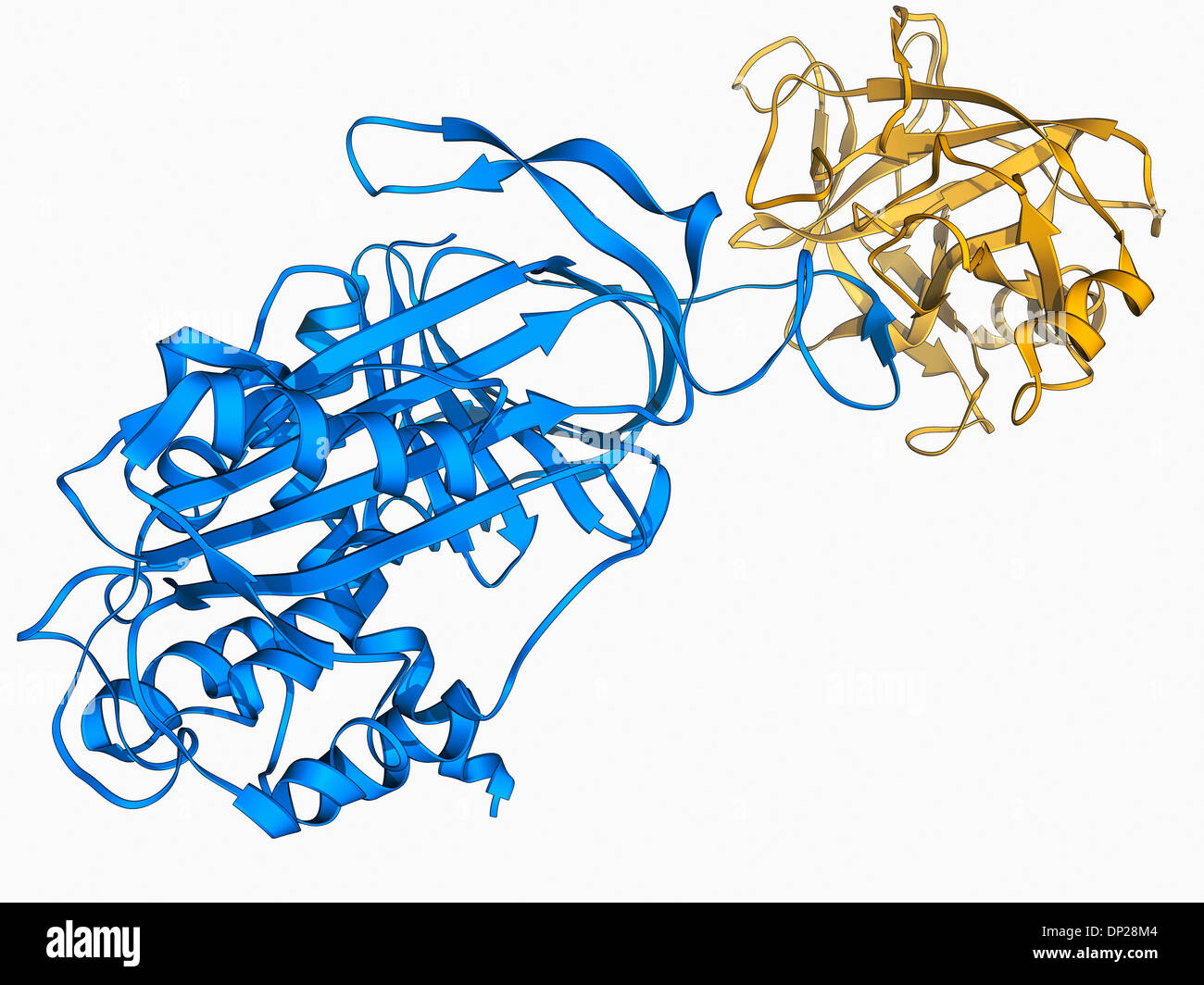 Inibitore di proteinasi molecola Foto Stock