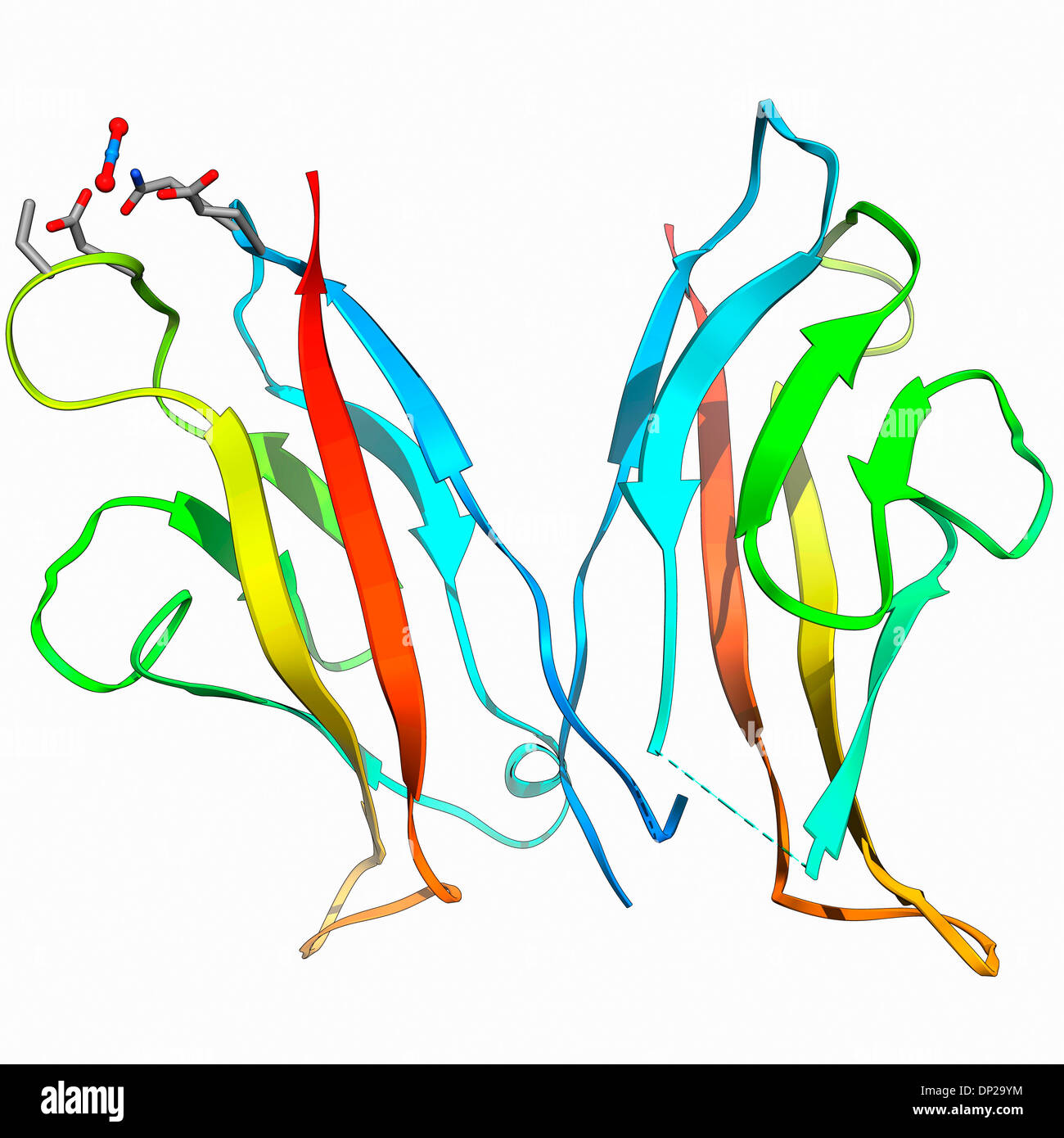 Proteina di adesione cellulare molecola Foto Stock