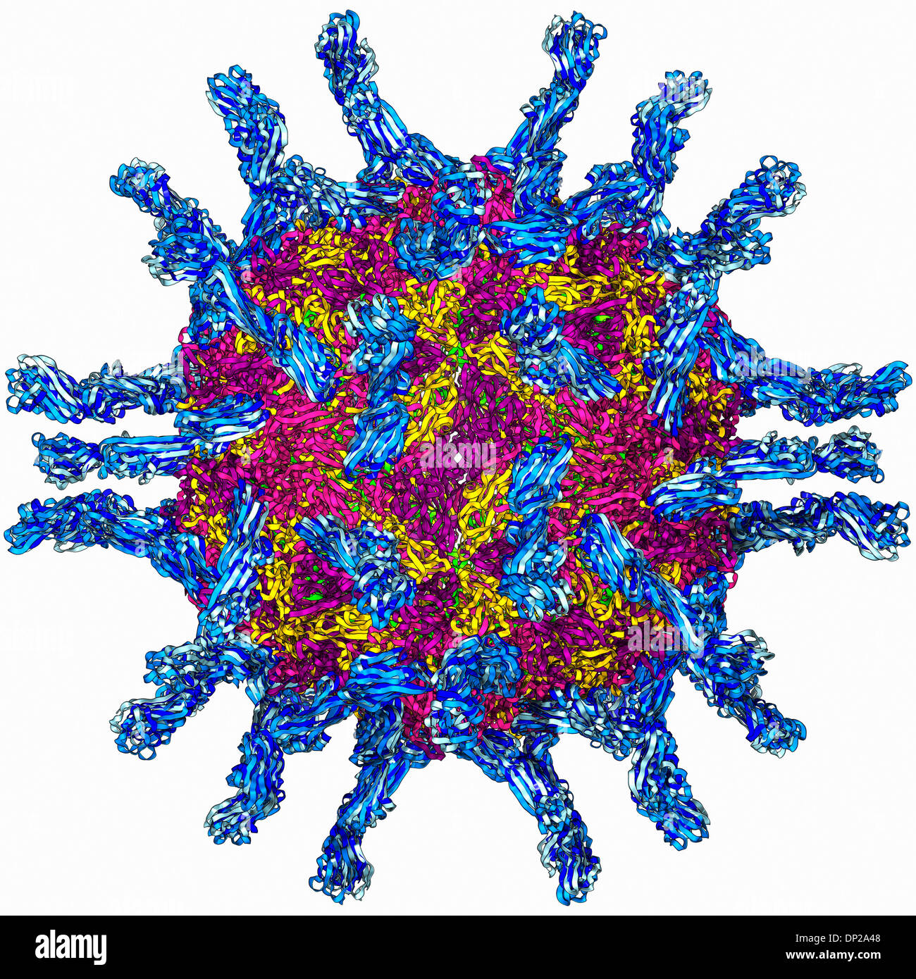 Poliovirus umano, modello molecolare Foto Stock