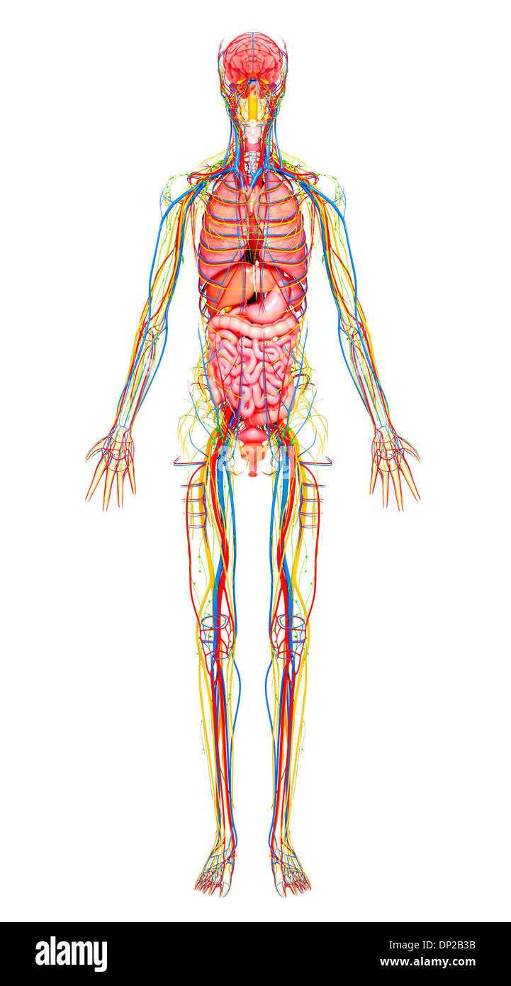 Anatomia femminile, artwork Foto Stock