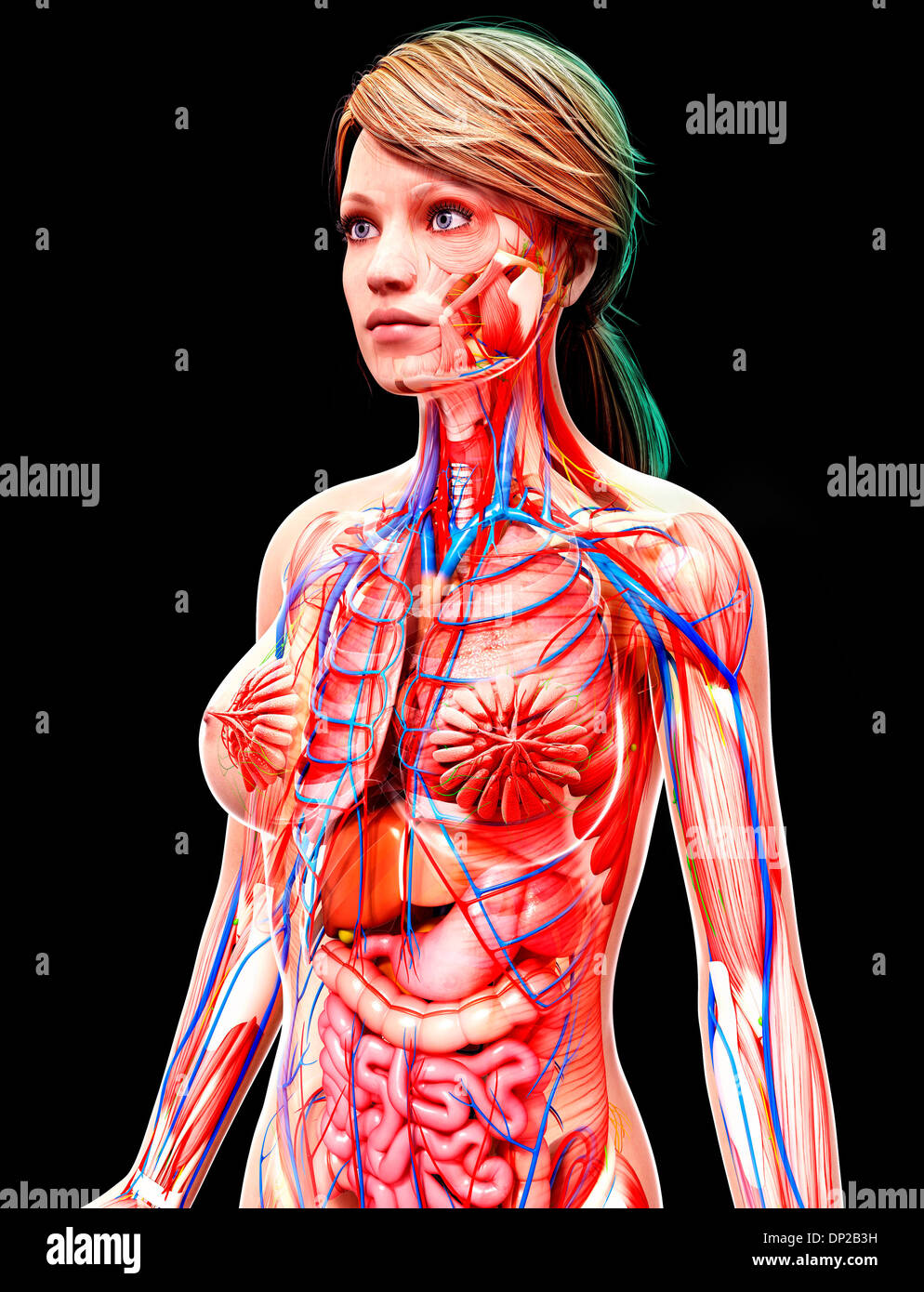 Anatomia femminile, artwork Foto Stock