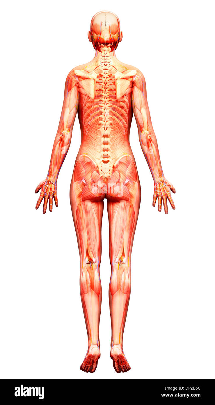 Scheletro femminile, artwork Foto Stock