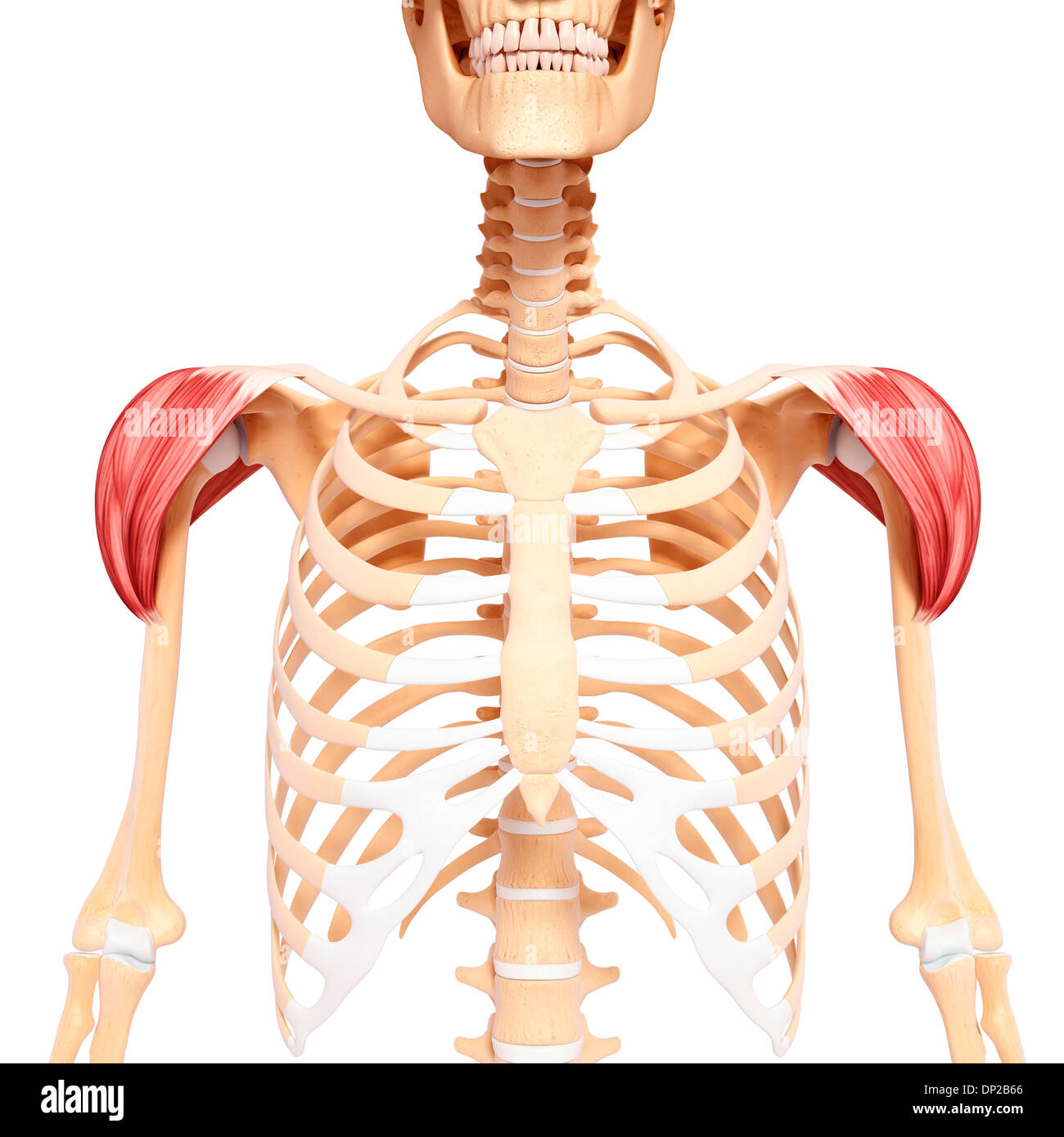 Spalla umana la muscolatura, artwork Foto Stock