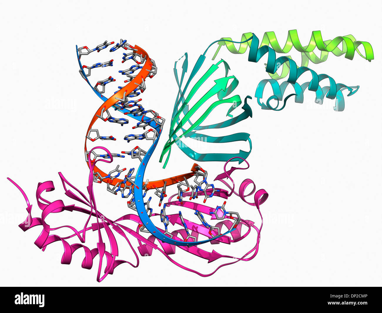 TATA box-binding protein complex Foto Stock