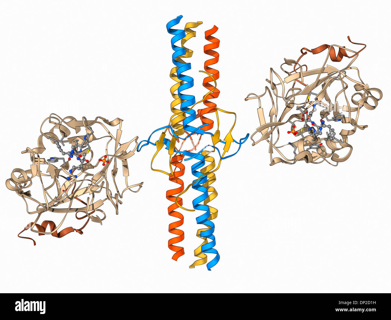 La trombina complessato con il fibrinogeno Foto Stock