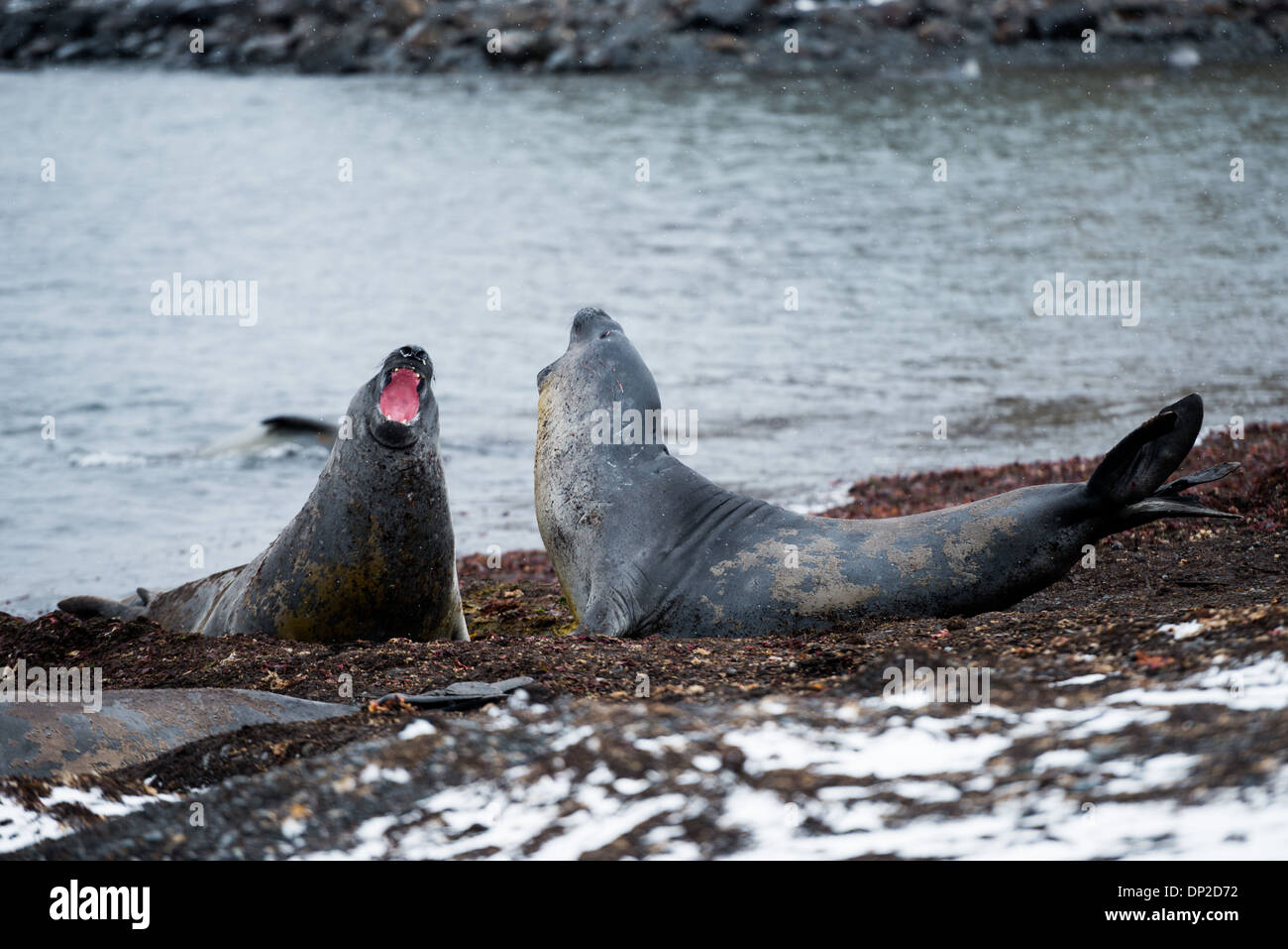 Elefanti marini del sud con la bocca aperta sulla spiaggia dell'Isola Livingston, Isole Shetland del Sud, Antartide | ISOLA LIVINGSTON, Antartide — Un elefante marino del sud (Mirounga leonina) ruggisce con la bocca spalancata accanto a un compagno su una spiaggia dell'Isola Livingston nelle Isole Shetland del Sud. Tali esibizioni a bocca aperta segnalano aggressività o dominanza tra questi elefanti marini, la più grande specie di pinnipedi sulla Terra, che si accovacciano qui per riprodursi e mutare dopo mesi in mare. Foto Stock