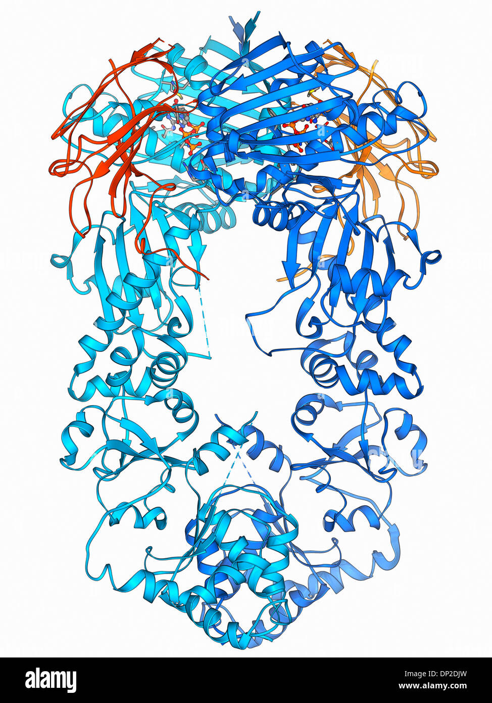 Heat Shock Protein 90 complesso chaperone Foto Stock