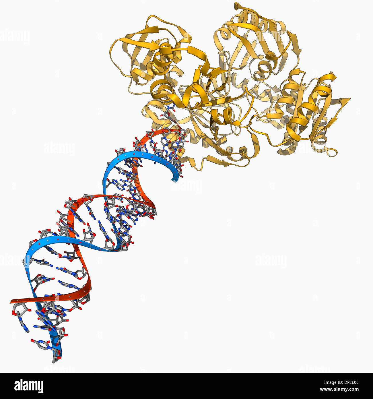 RNA-indotta complesso di silenziamento Foto Stock