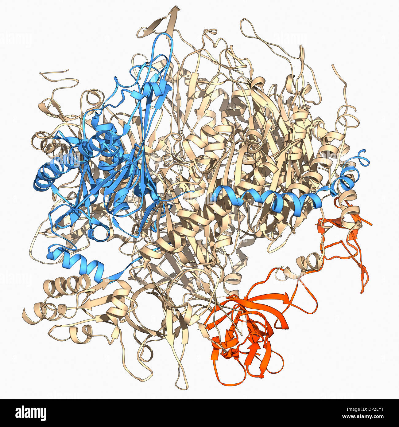 RNA complesso exosome, modello molecolare Foto Stock