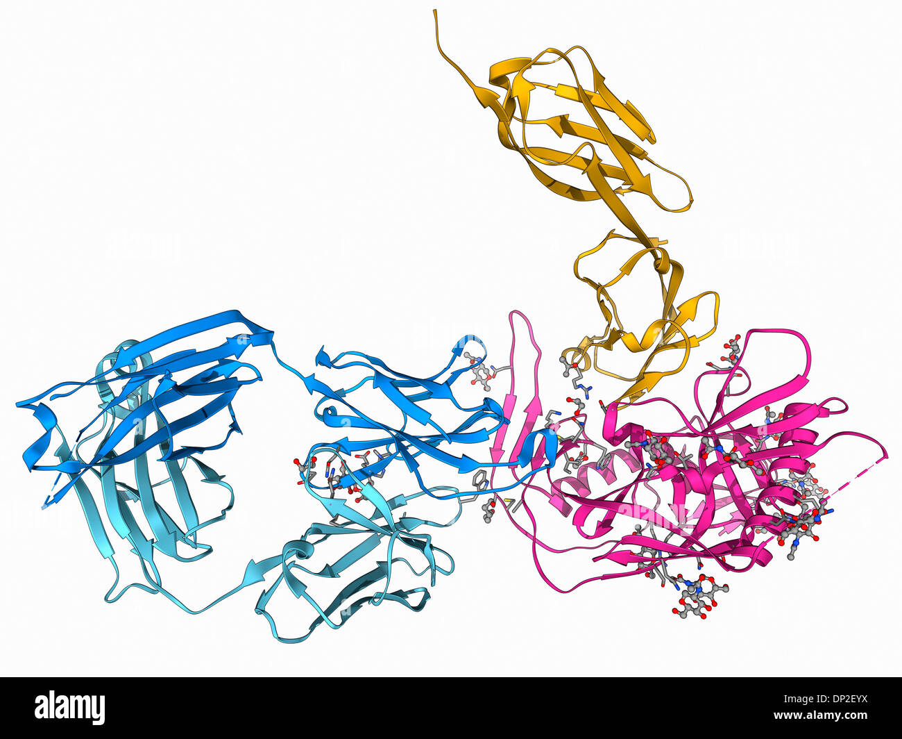 HIV terapia di anticorpo, modello molecolare Foto Stock
