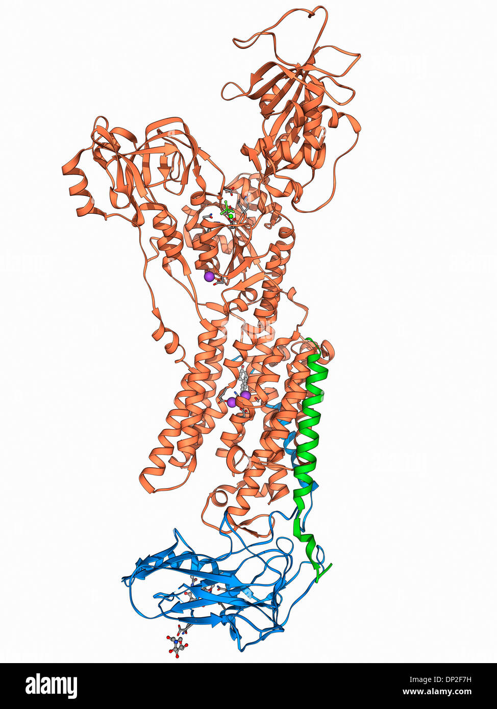Sodio-potassio ione proteina della pompa Foto Stock