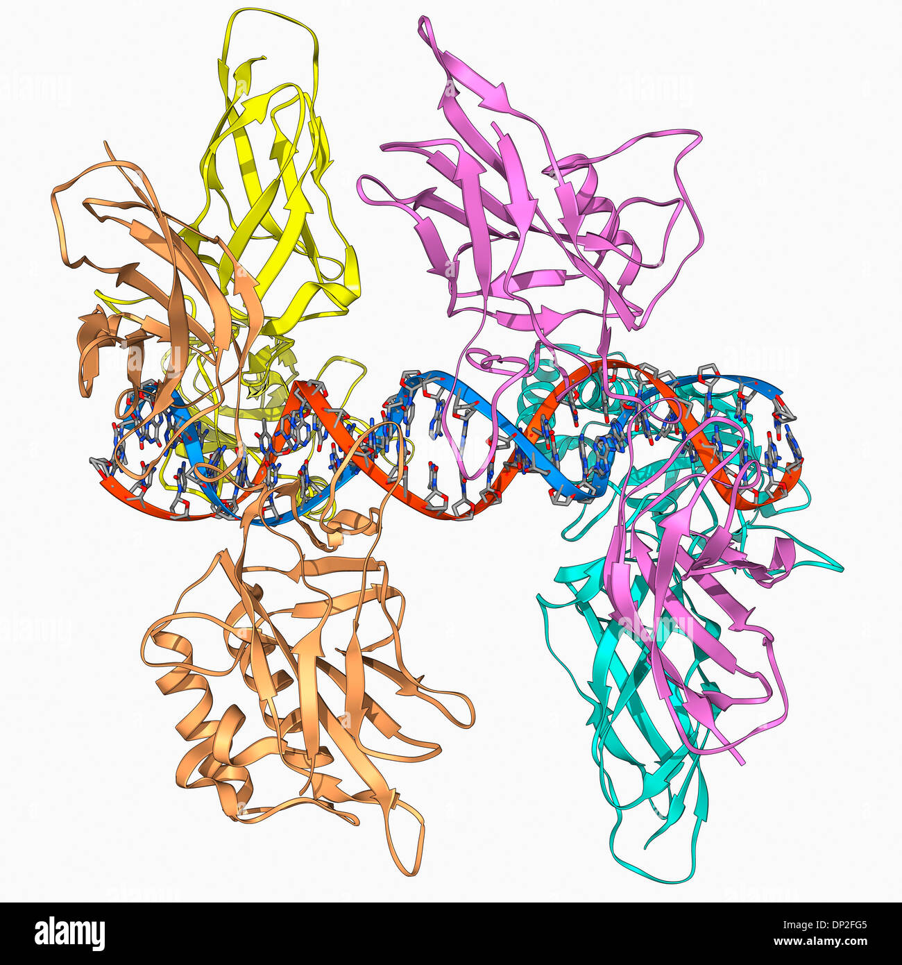 DNA di HIV e il fattore di trascrizione Foto Stock