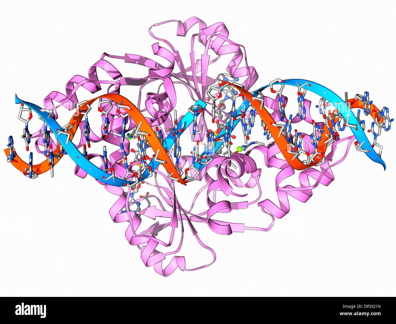 La trascrizione della proteina repressore e DNA Foto Stock