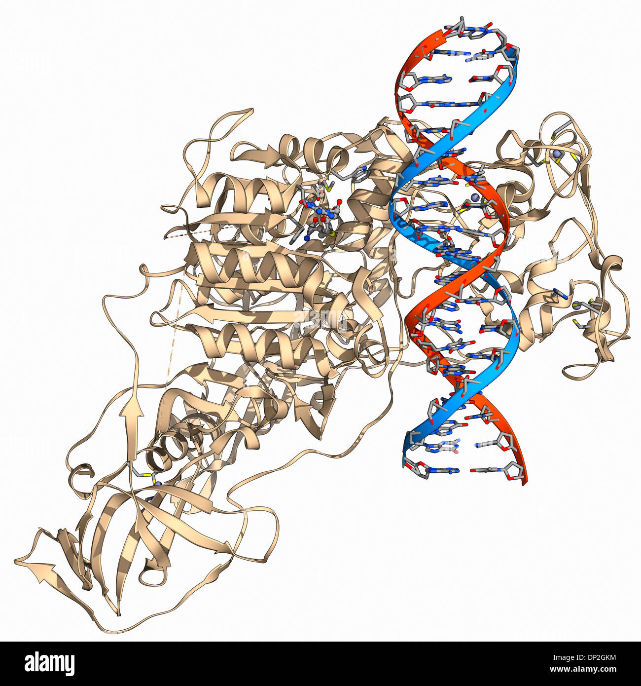 Metilazione del dna immagini e fotografie stock ad alta risoluzione Alamy