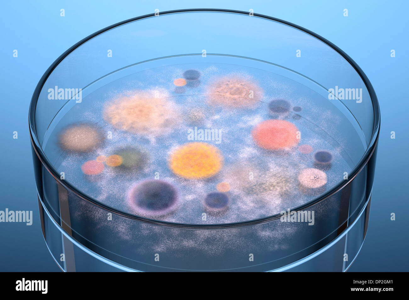 Microbi in crescita in piastre Petri, artwork Foto Stock