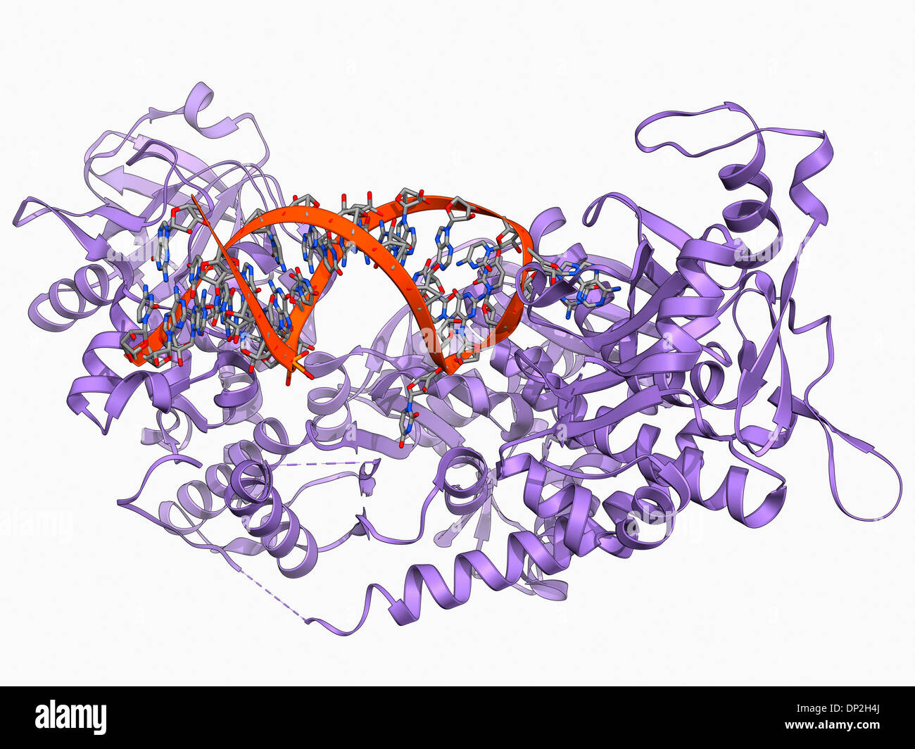 Ferro-proteina regolatoria legate a RNA Foto Stock