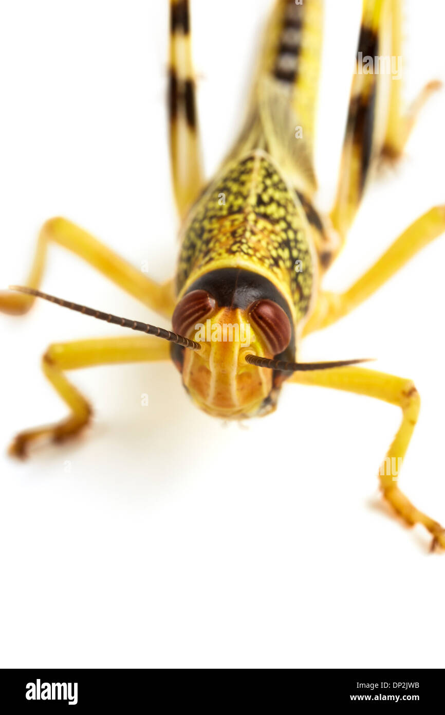 Locusta Foto Stock