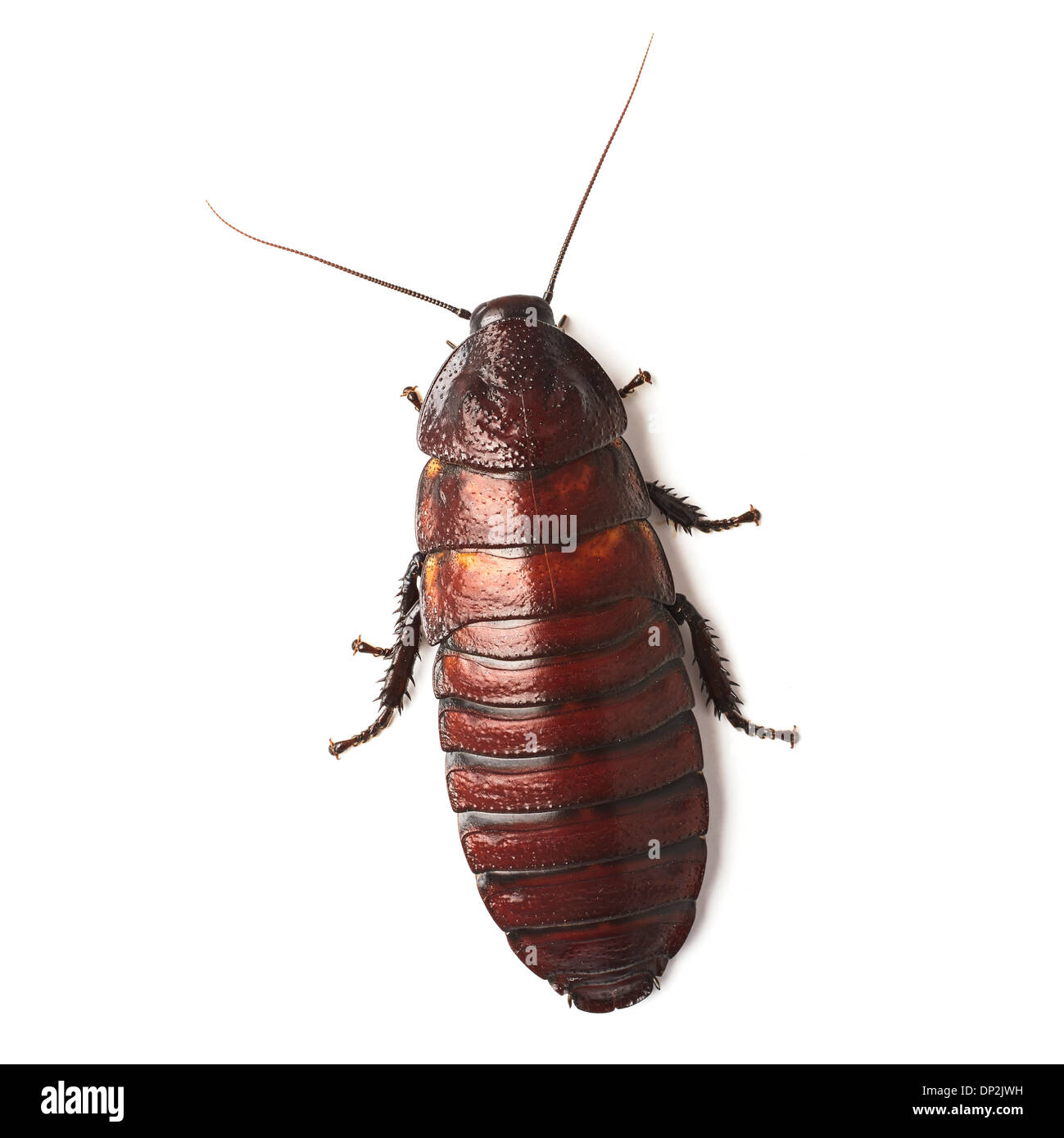 Madagascar scarafaggio sibilante Foto Stock