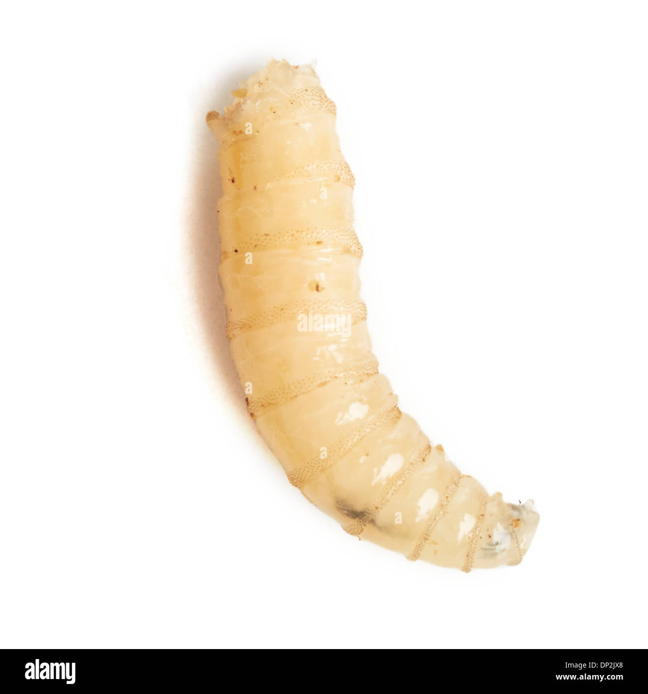 Maggot Foto Stock