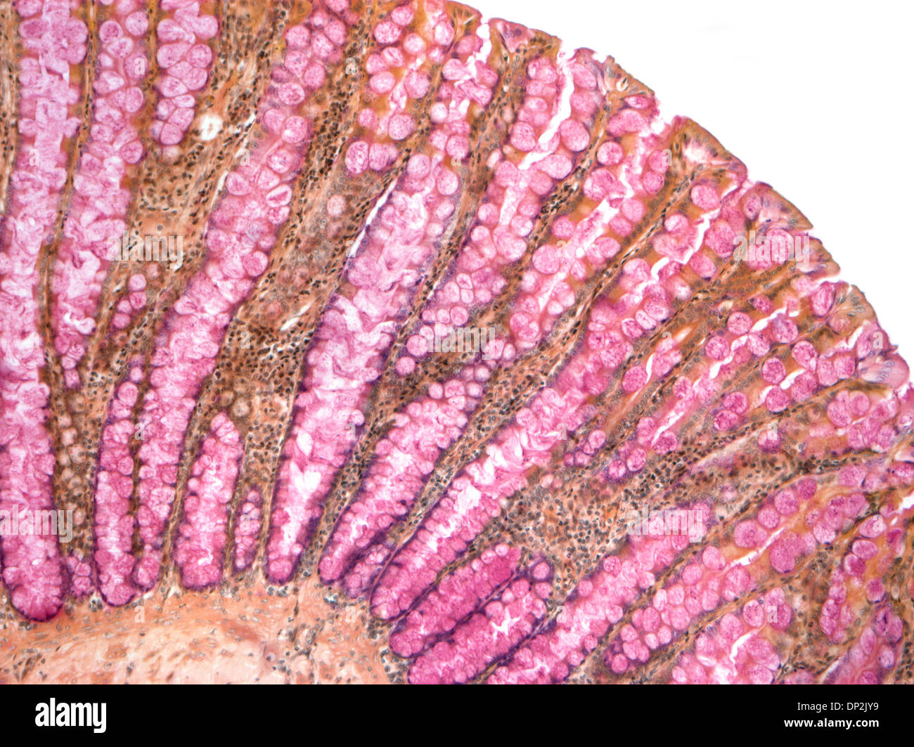 Colon, micrografia di luce Foto Stock