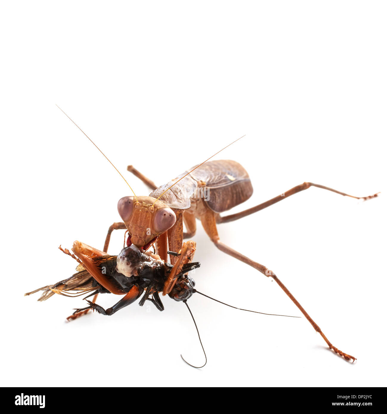 African mantis e preda Foto Stock