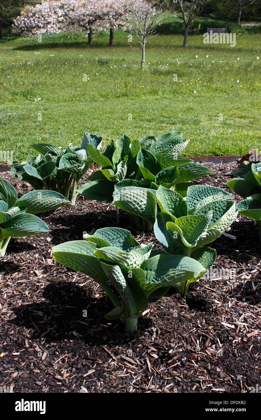 HOSTA Big Daddy. Piantaggine lily. Foto Stock