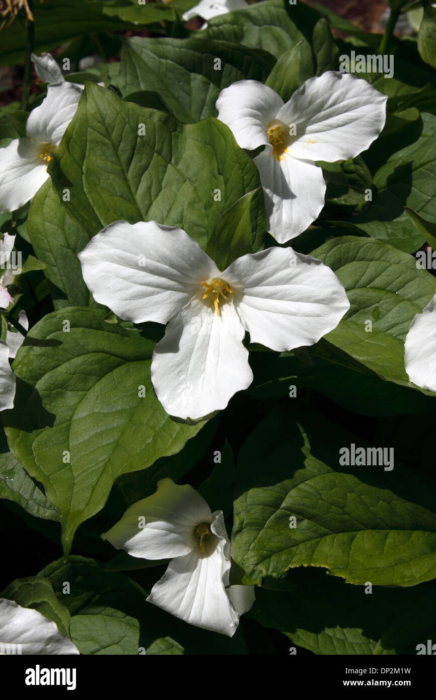 TRILIUM GRANDIFLORUM. WAKE ROBIN. Foto Stock