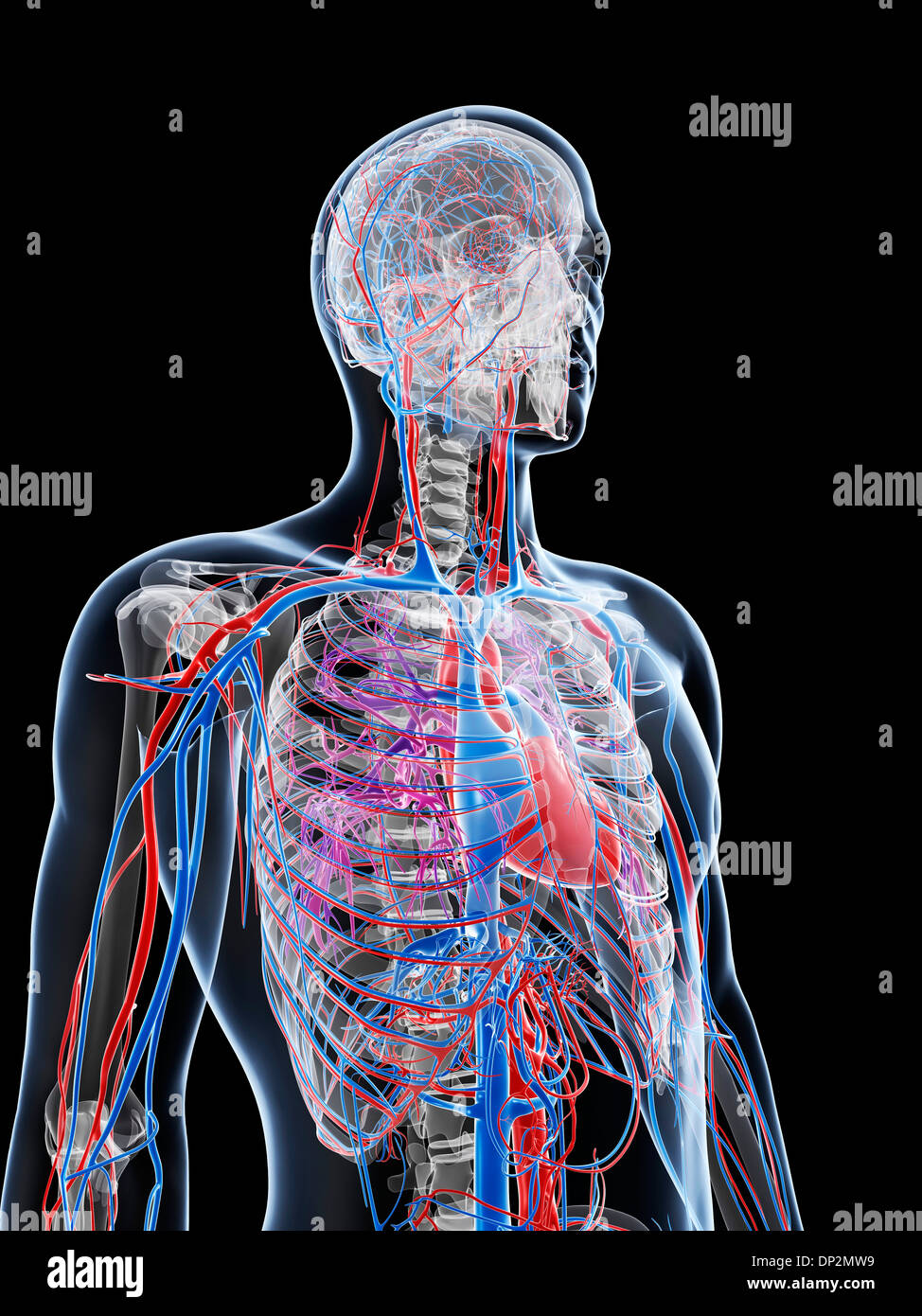 Maschio sistema vascolare, artwork Foto Stock