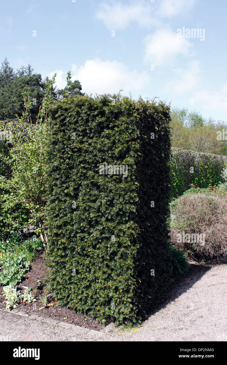 Il TAXUS BACCATA. YEW HEDGE colonne. Foto Stock