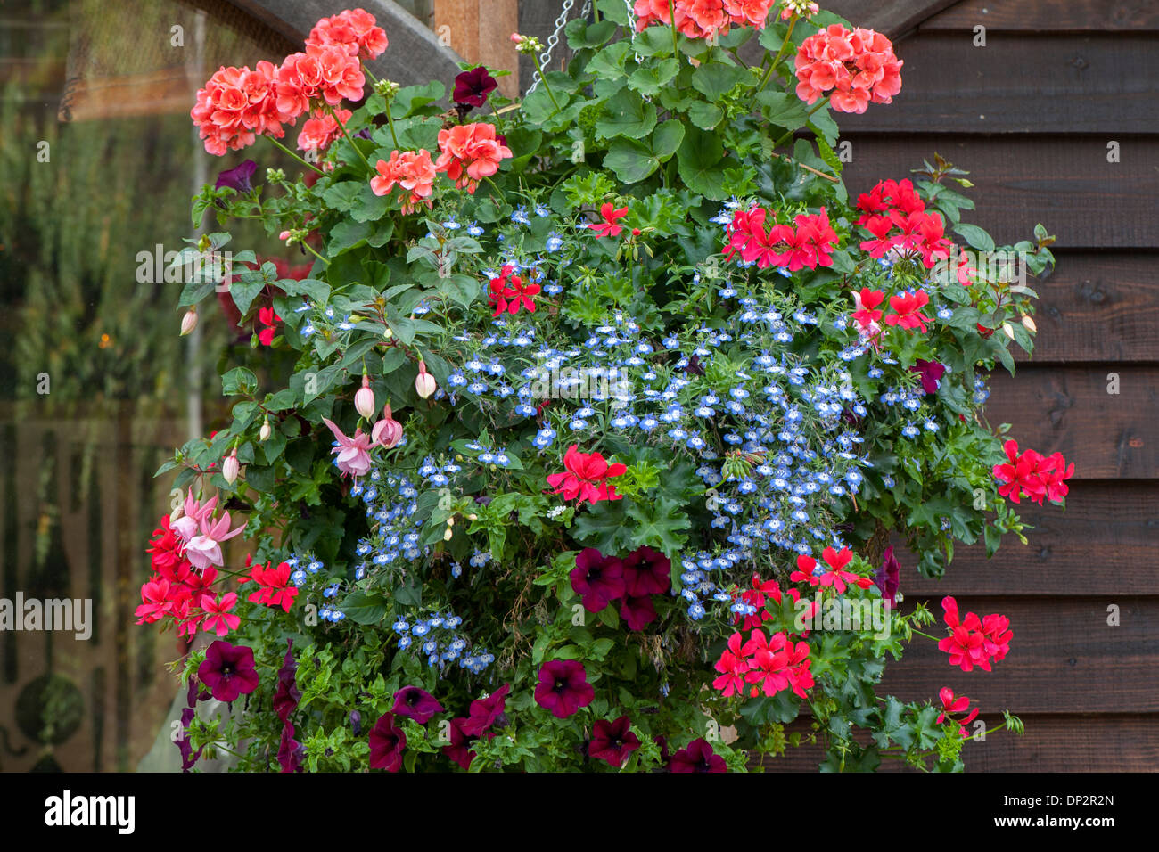 Cestello appeso nel pieno fiore Foto Stock