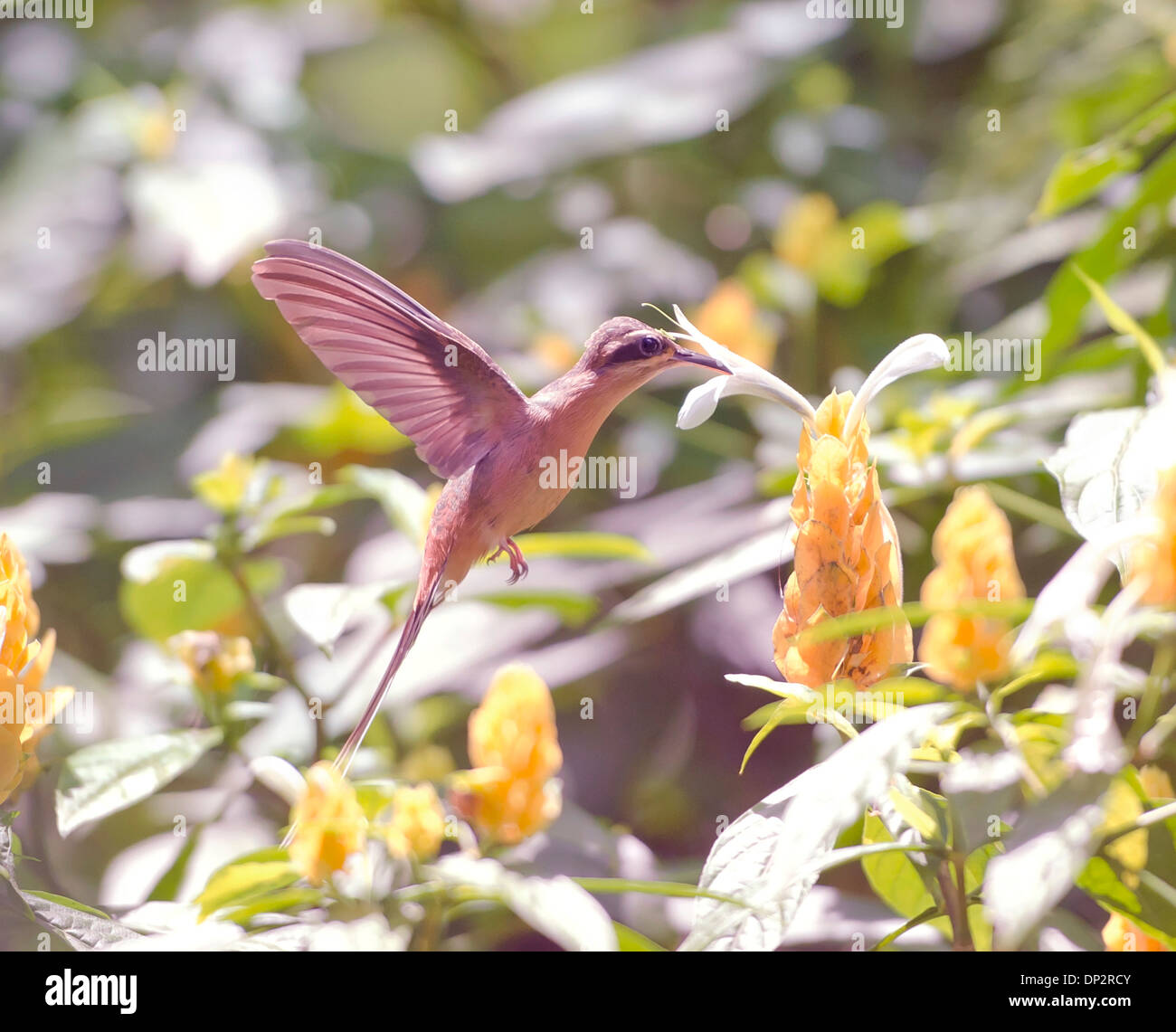 Hummingbird alimentazione Foto Stock