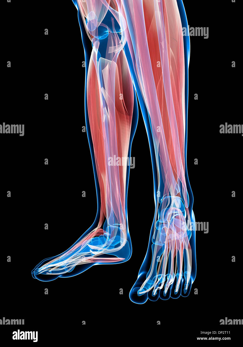 I muscoli della parte inferiore della gamba, artwork Foto Stock
