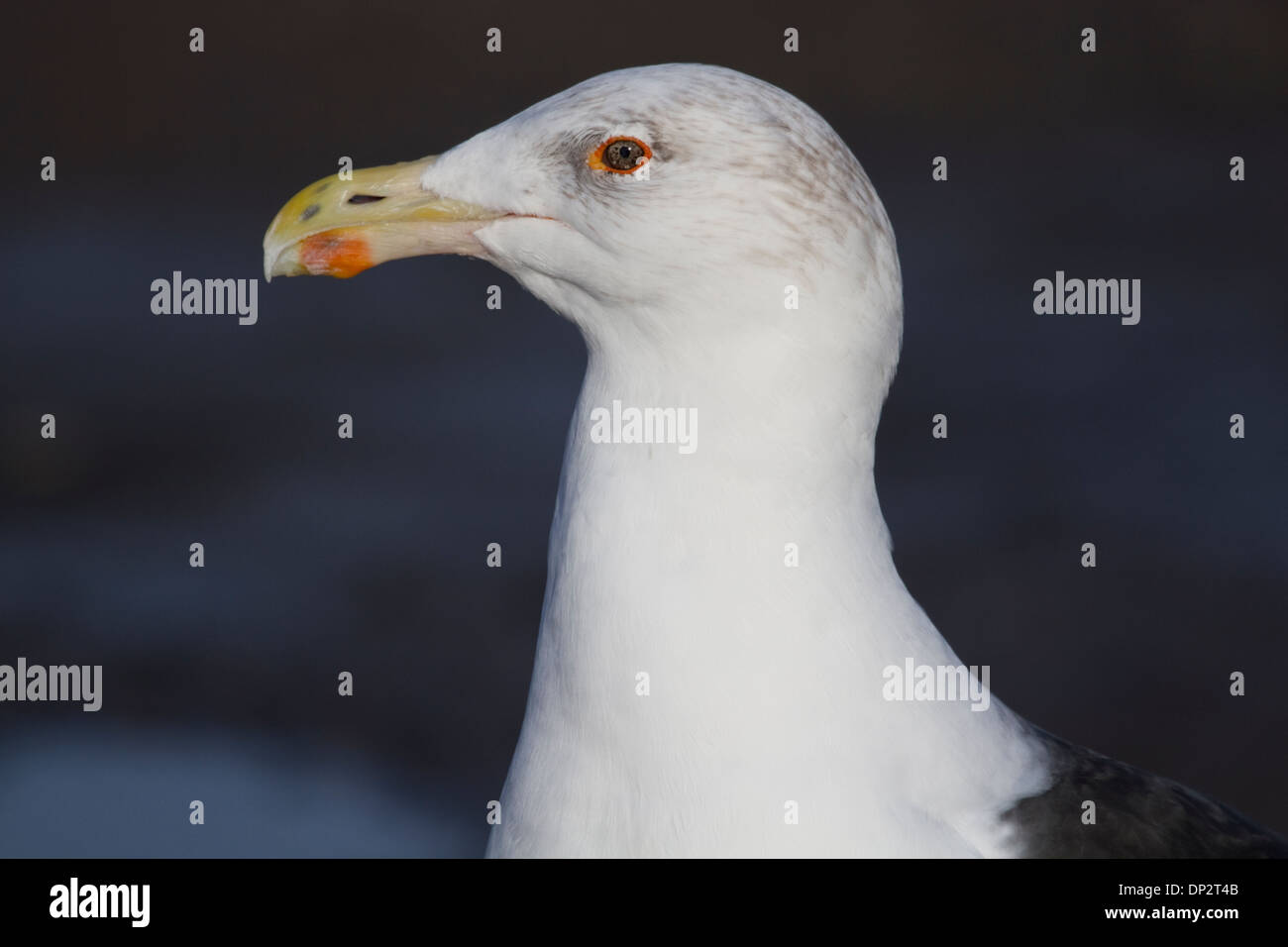 Grande nero-backed Gull Foto Stock