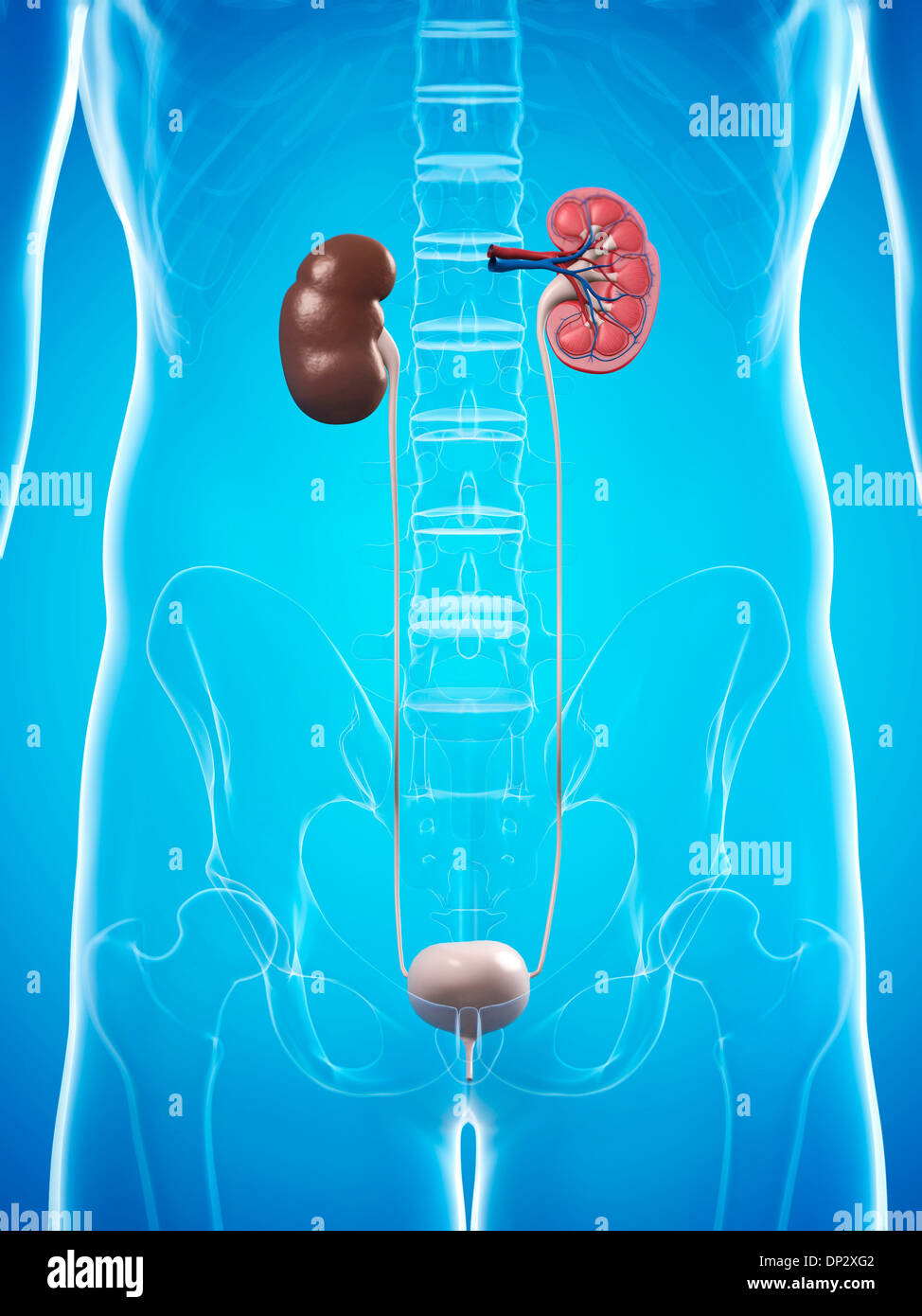Anatomia del rene immagini e fotografie stock ad alta risoluzione - Alamy