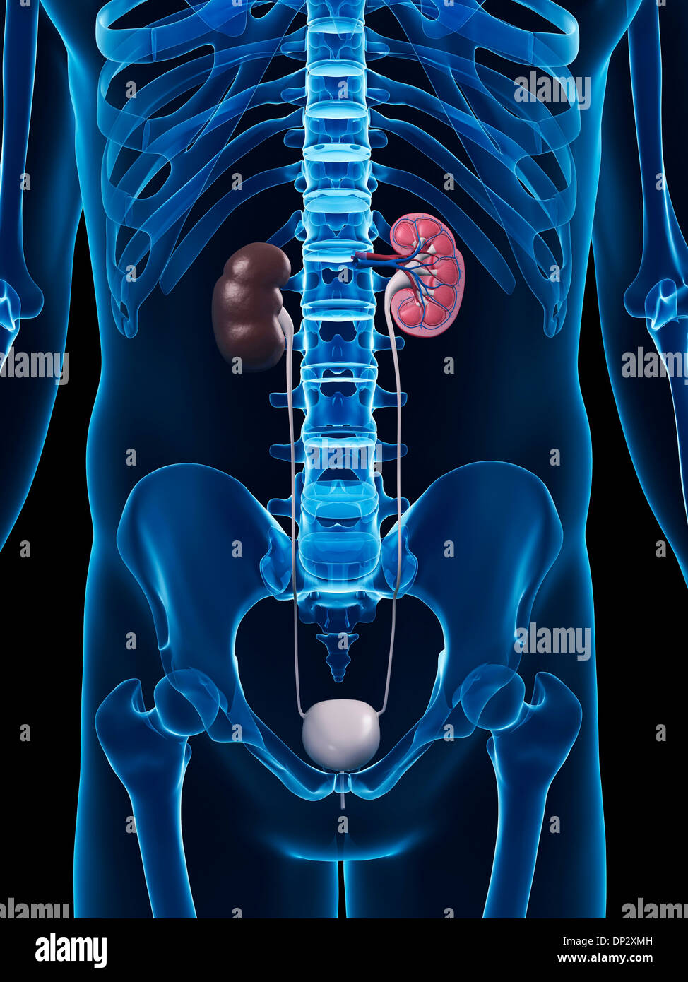 Anatomia del rene immagini e fotografie stock ad alta risoluzione - Alamy