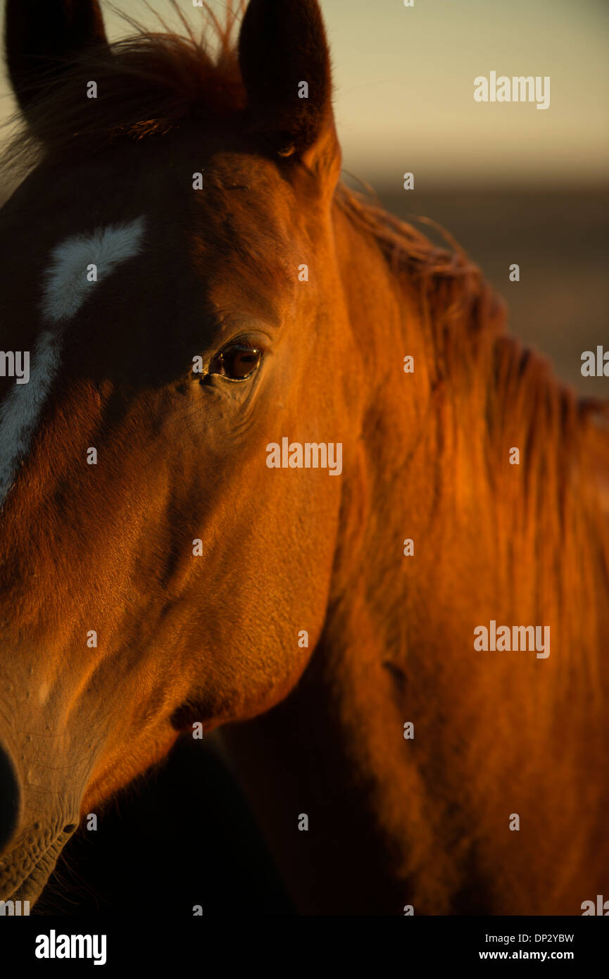 Grande cavallo marrone Foto Stock