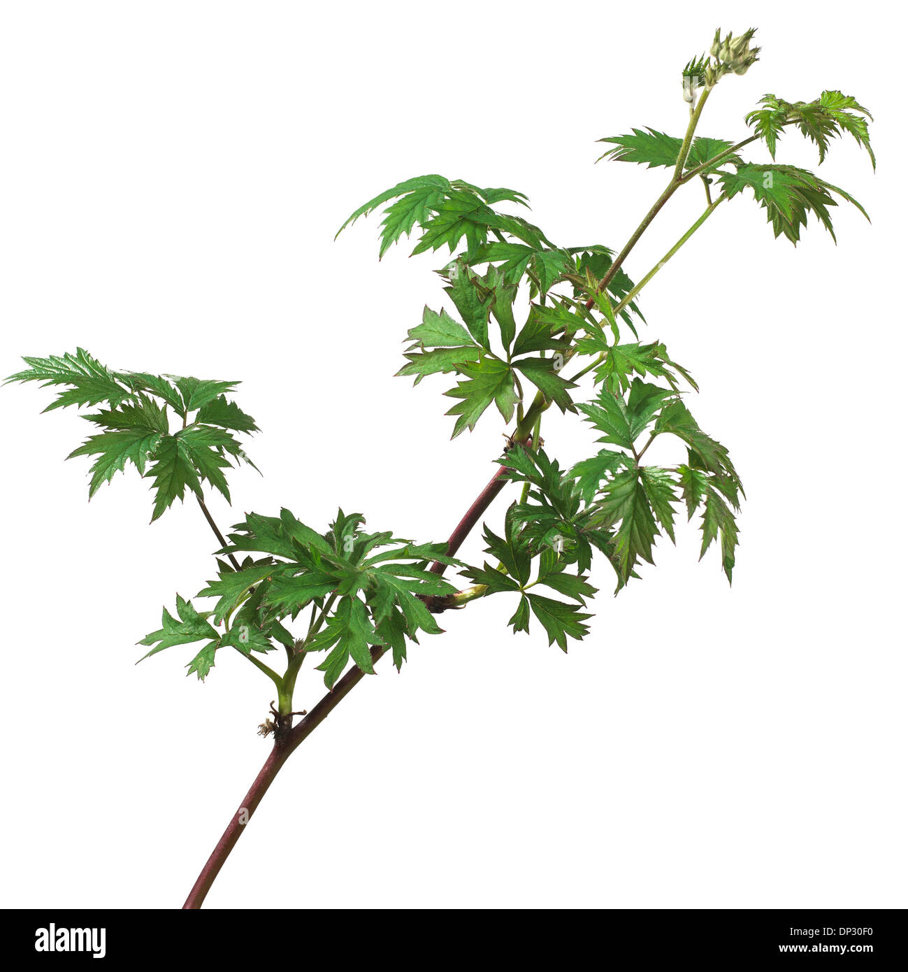 Blackberry Rubus fruticosus Foto Stock