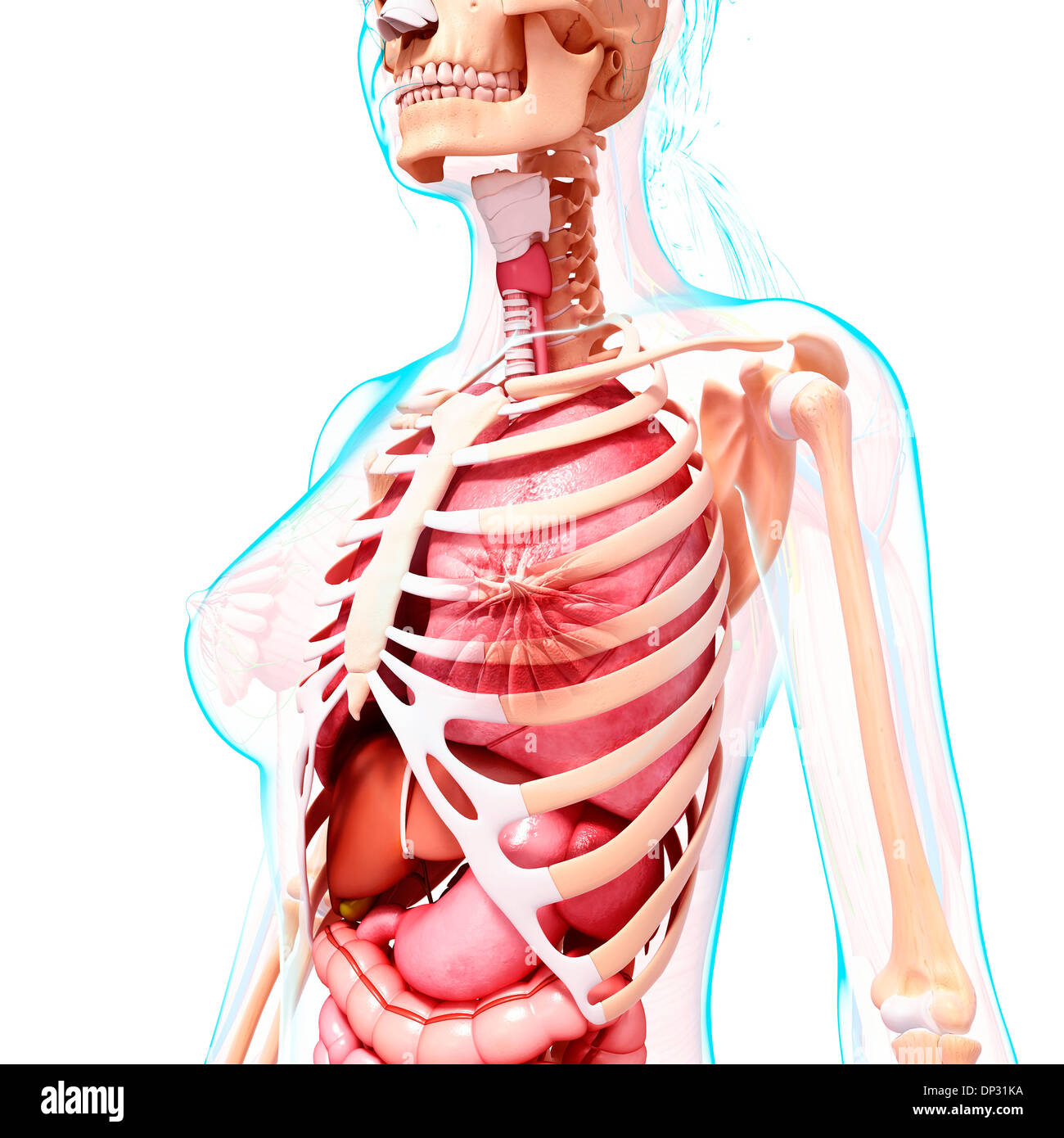 Anatomia femminile, artwork Foto Stock
