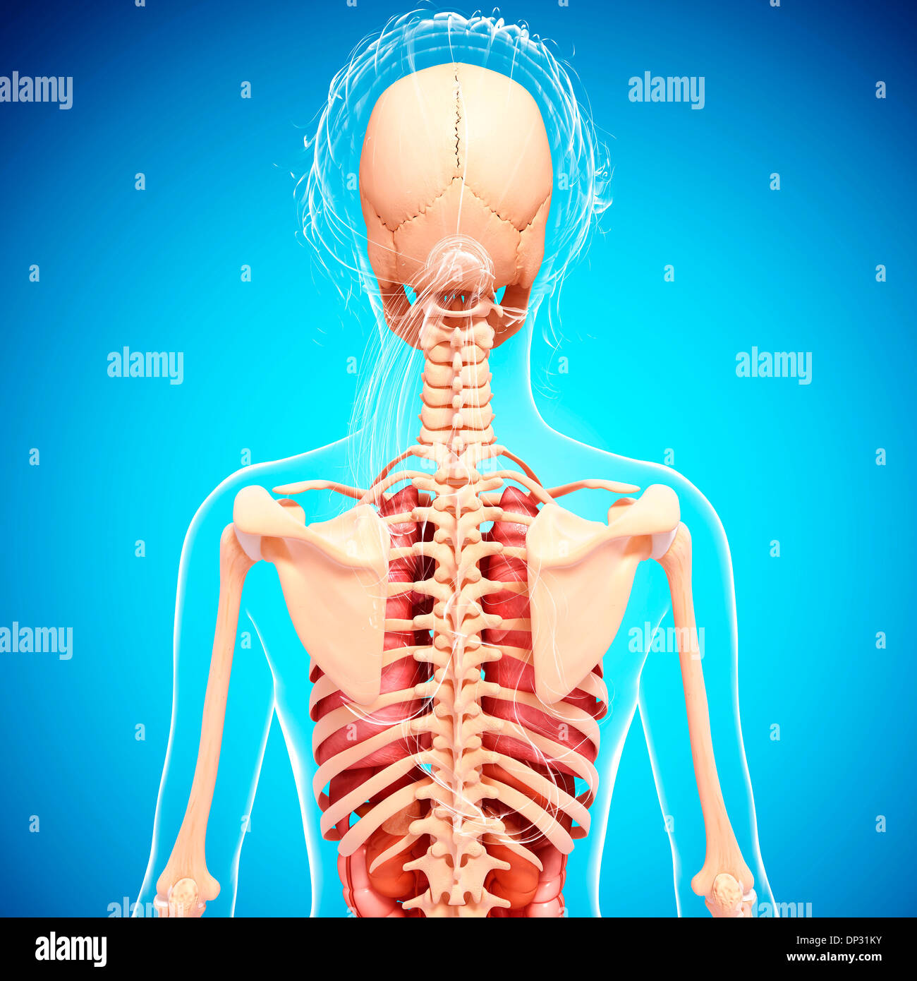 Anatomia femminile, artwork Foto Stock