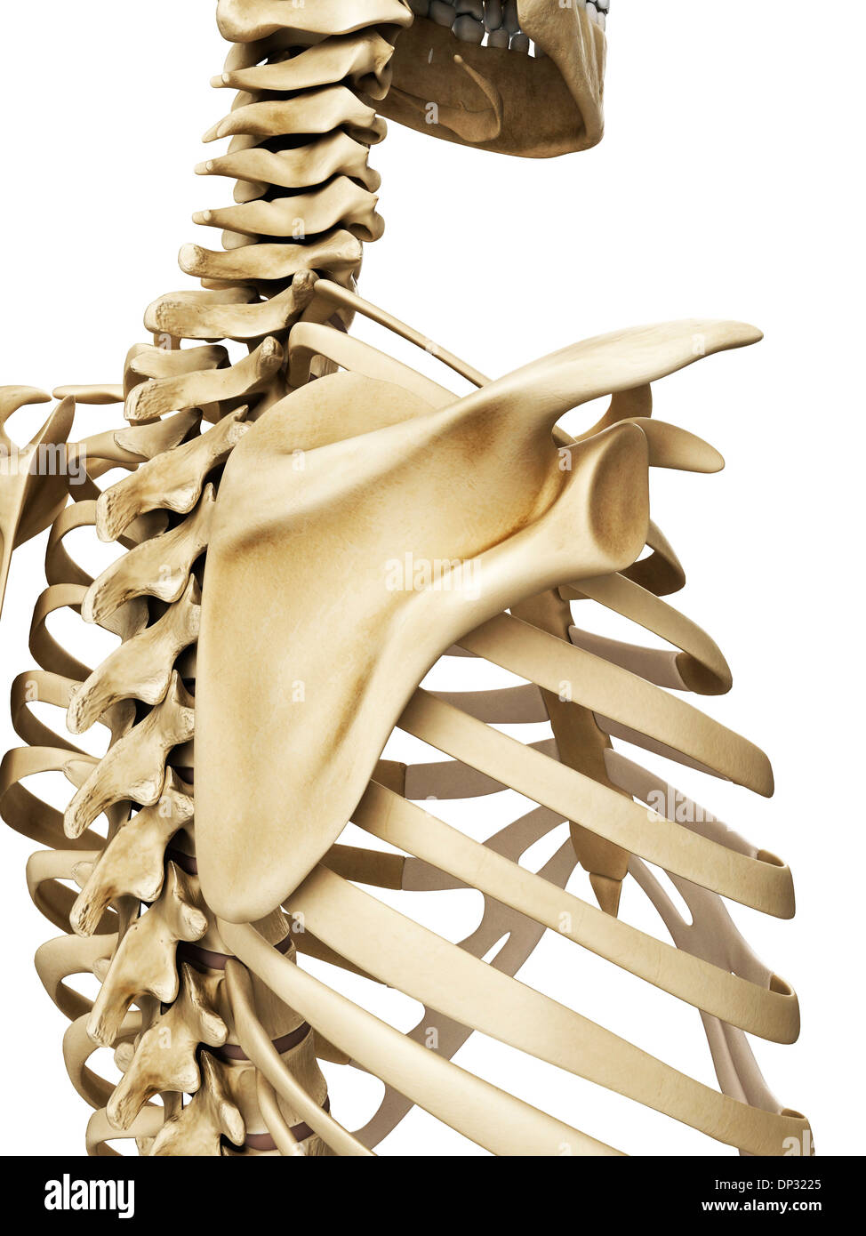 Spalla, artwork Foto Stock