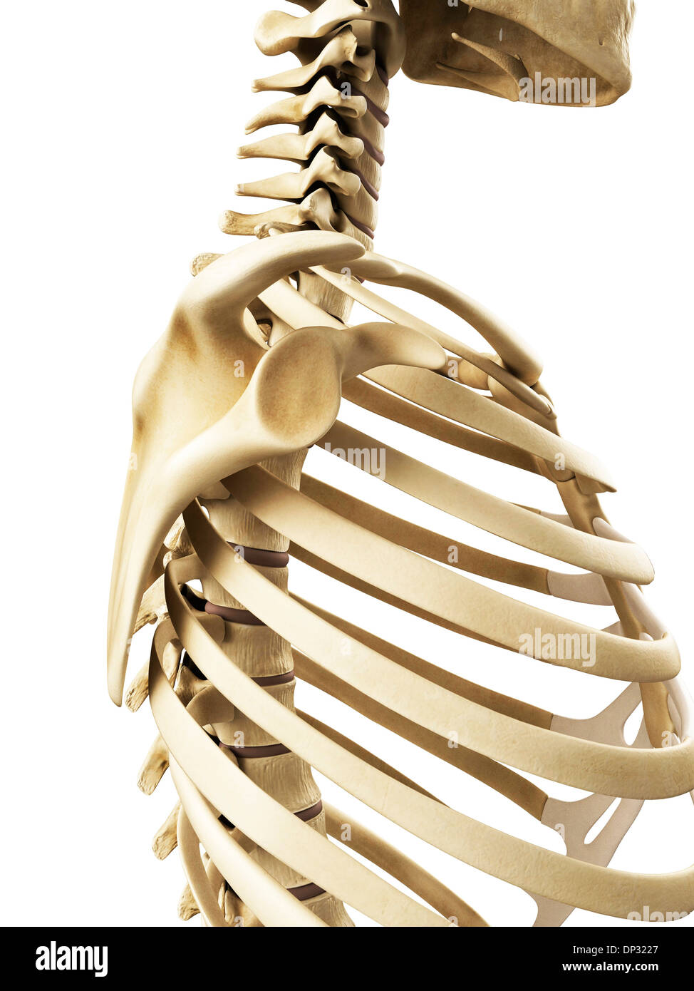 Giunto a spalla, artwork Foto Stock