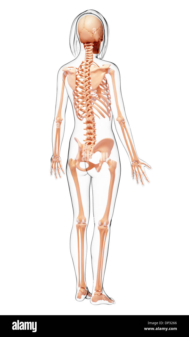 Scheletro femminile, artwork Foto Stock