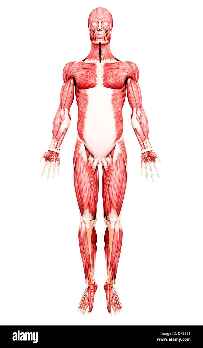 Muscolatura maschio, artwork Foto Stock